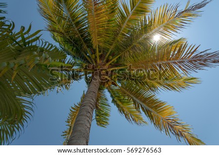 Coconut Palm Tree with sunburst