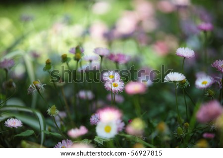 Light summer flowers