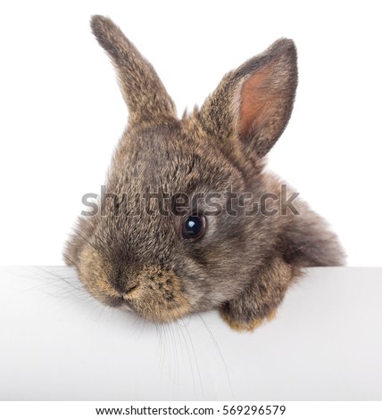 rabbit with blank billboard, isolated on white