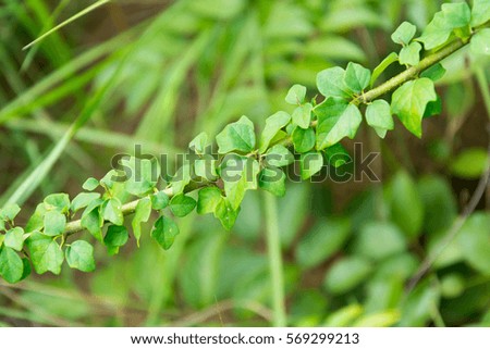 Green leaf close wallpaper picture