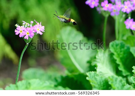 hawk moth pollinate flowers in the garden