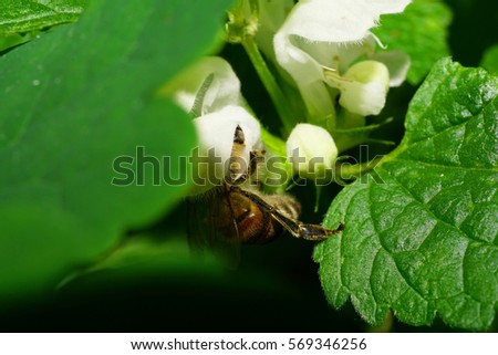 Macro of large red shaggy Caucasian bees with long legs sitting collecting nectar in a white flower plant white nettle Lamium album with green leaves                               