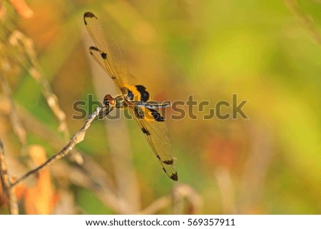 Beautiful nature scene Cost-up or Macro picture of dragonfly. Dragonfly in the nature. Dragonfly in the nature habitat.
