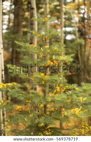 aspen leaves on the pine trees