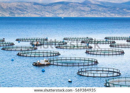 Sea fish farm. Cages for fish farming dorado and seabass. The workers feed the fish a forage. Royalty-Free Stock Photo #569384935