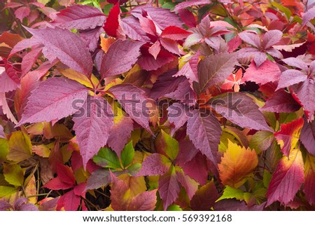 Autumn girlish grapes with purple leaves

