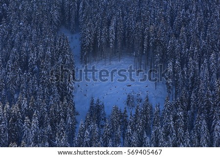 Snow-covered forrest on a steep slope