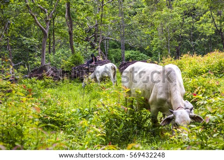 Asian Cowboys sleeping on rocks and Cows eating grass in the forest