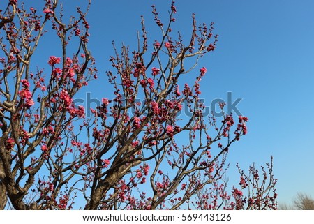 Plum blossoms and buds of plum blossoms