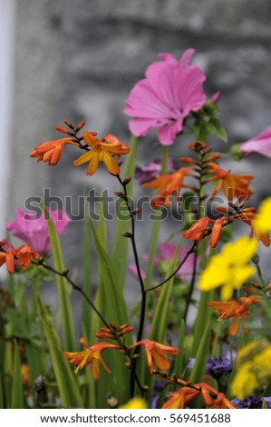 Pink flowers beside a gray wall made with stone and blurry in the background