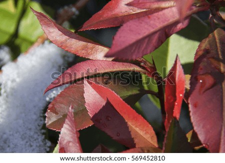 colorful leaves closeup
