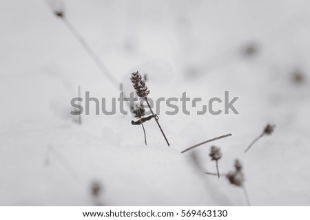 grass from under snow in the winter forest