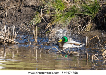 Mallard Ducks Taking a Bath