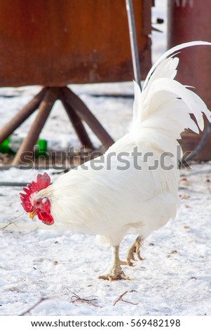 adult beautiful white chicken rooster with colored feathers, walking on the ground in a henhouse