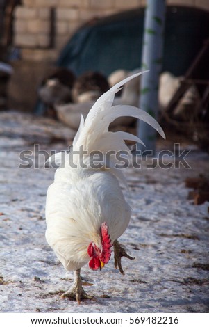adult beautiful white chicken rooster with colored feathers, walking on the ground in a henhouse