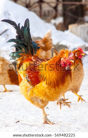 adult beautiful rooster with colored feathers, walking on the ground in a henhouse