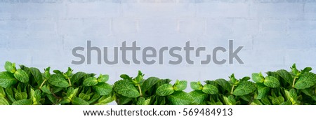 Wide white brick wall background with mint leaves - concept of freshness and cooking. Wide panoramic.