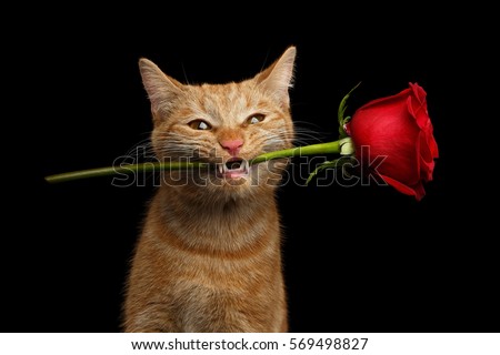 Close-up Portrait of Ginger Cat Lover Brought Flower as a gift in Mouth with smile isolated on black background, front view
