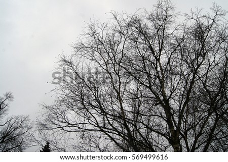 Silhouettes of trees against the sky. Botanical Garden in St. Petersburg, Russia. Winter. Mainly cloudy. Minimalist photo. 