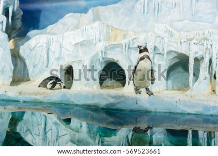 The penguins at the aquarium