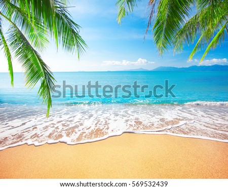 Palm and tropical beach Royalty-Free Stock Photo #569532439
