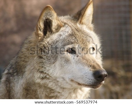 head of wolf with brown red background.
