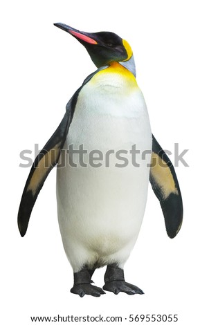 Emperor penguin. isolated on white background Royalty-Free Stock Photo #569553055