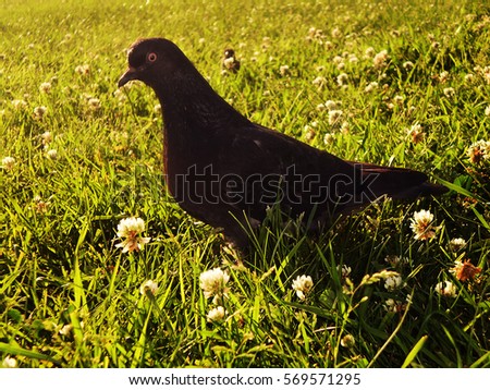 Pigeon is looking at a camera. Picture is in warm yellow colors.