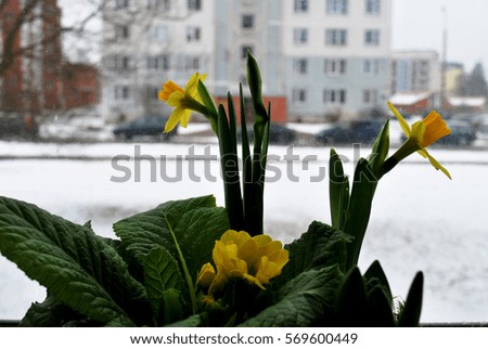 Yellow daffodils close up, on background misty house silhouette