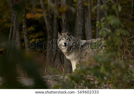 A lone Timber wolf or Grey Wolf Canis lupus standing and hunting in the forest in autumn in Canada