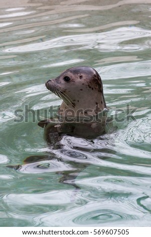 Portrait of a little seal