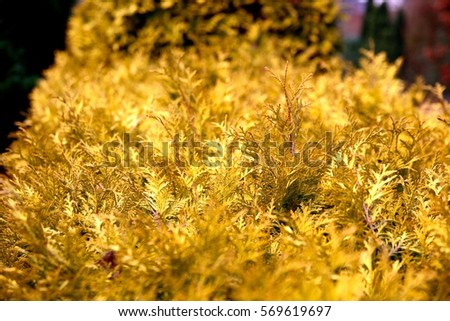 Golden Hedge in Autumn 