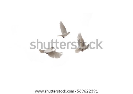 Three flying dove on a white background Royalty-Free Stock Photo #569622391