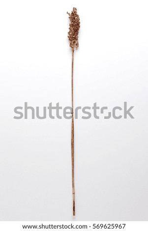 Dried Field Flower isolated on White Background with Real Shadow. Close up with copy Space. Herbarium of wild flowers.