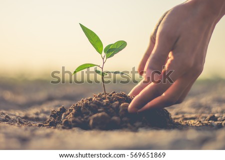 The hand of the men were planting the seedlings into the ground to dry. (vintage tone) Royalty-Free Stock Photo #569651869
