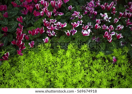 pink and white cyclamen surrounded by green leaves and greenery sedum close up blurred background