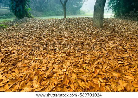 Dry leaves lying still on ground in forest, beautiful winter morning scene. Perspective of fading away in fog.