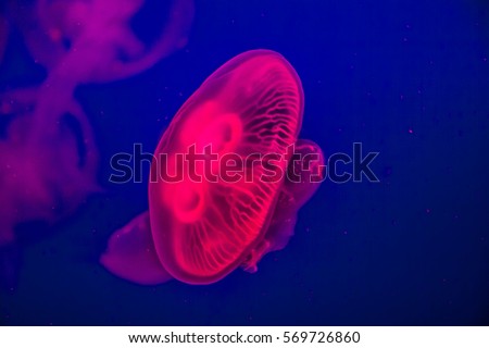 Red Jellyfish 
