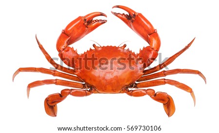 Crab Royalty-Free Stock Photo #569730106