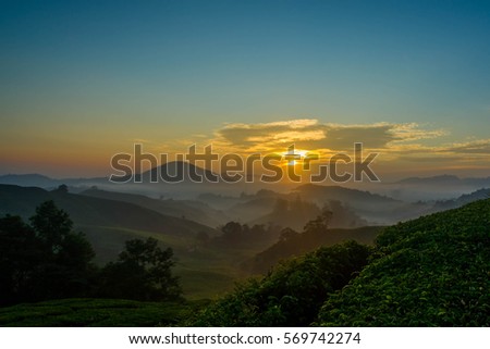 Cameron Highlands Sunrise at green tea farm mountain. Dramatic moving cloud in nature landscape on sunshine morning.