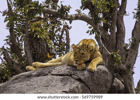 Pensive African Lioness resting in hot savannah of Serengeti National Park, a Unesco World Heritage Site in Tanzania Africa