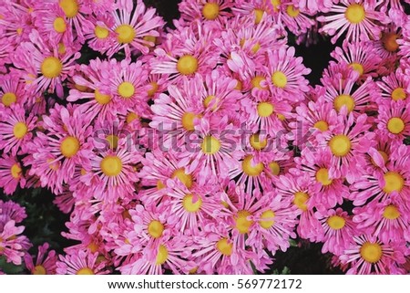Pink flower wallpaper