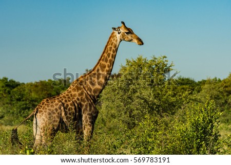 Giraffe in Kruger Park 