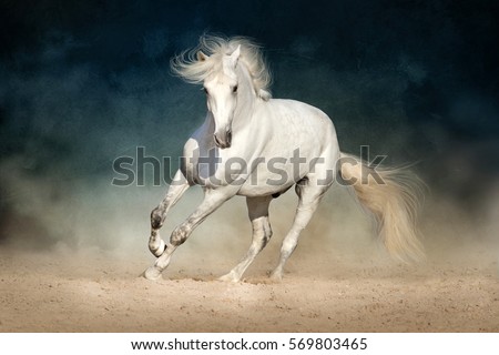 White horse run forward in dust on dark background Royalty-Free Stock Photo #569803465