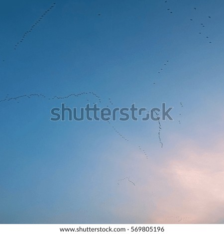 A flock of birds with a blue sky background