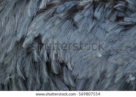 closeup of rhea feathers/grey plumage/grey background Royalty-Free Stock Photo #569807554