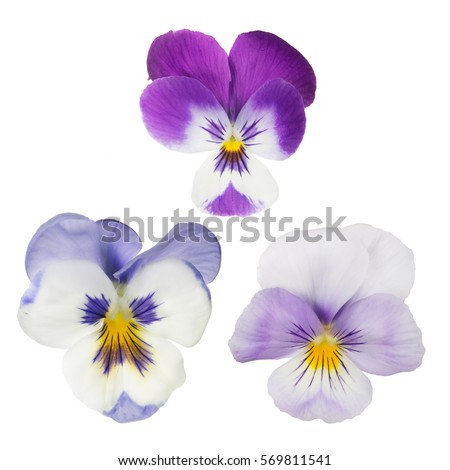set of pansy blooms isolated on white background