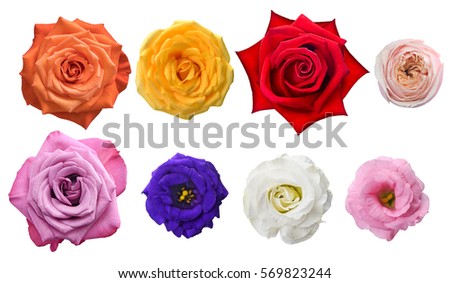 top view vary kind of rose on white background. Assorted rose element for graphic design.