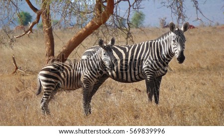 Animals and wildlife, couple of zebras standing and watching into the camera in african savanna