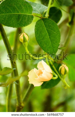 Beautiful rose in garden, fresh rose concept for happy Valentine Day.